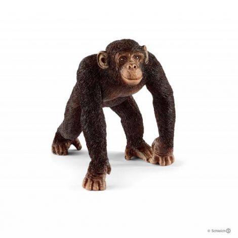 Cimpanzeu mascul sl14817