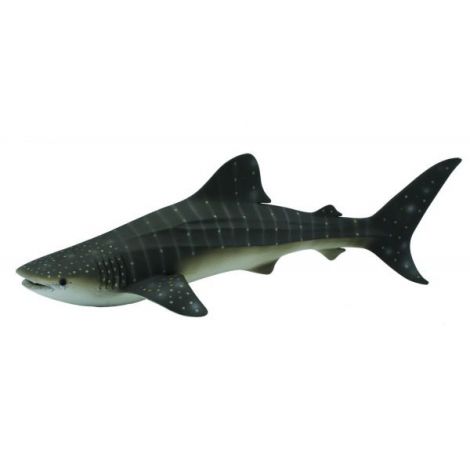 Balena rechin – Collecta Collecta