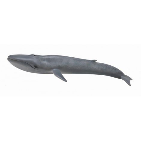 Balena Albastra – Collecta Collecta