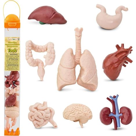 Tub 8 figurine - Organele corpului
